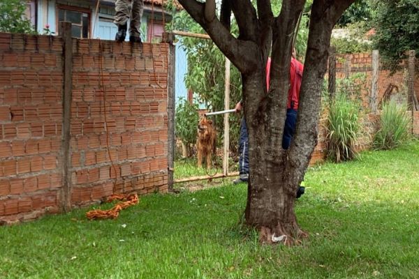 Imagem referente a notícia: Cachorro ataca criança de dois anos no Bairro Brasília em Cascavel
