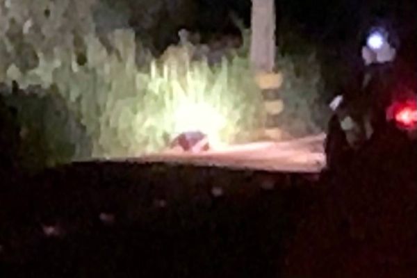 Imagem referente a notícia: Homem é encontrado morto com dois tiros na Estrada Rural em Cascavel