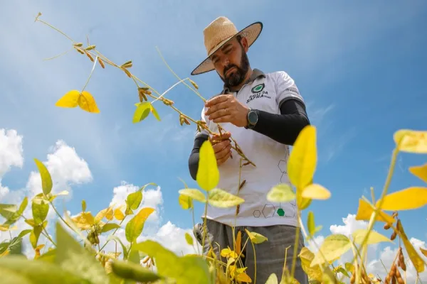 Foto relacionada a notícia: Com perdas irreversíveis, Paraná e Rio Grande do Sul recebem técnicos para nova avaliação de safra