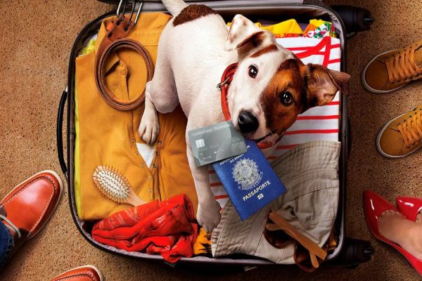 Cuidados que devem ser observados ao levar um pet para viajar de avião