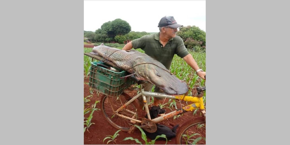 Não é história de pescador! Homem pega "Pintado", com mais de 40kg no Rio Paraná