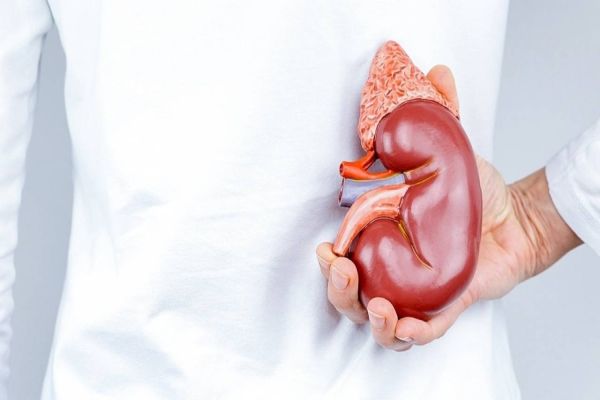 No Dia Mundial do Rim, cascavelenses receberão orientações gratuitas sobre saúde renal