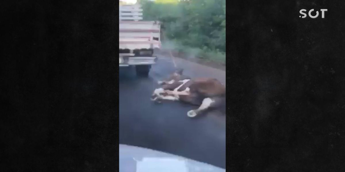 Motorista é flagrado puxando cavalo com corda na BR-163; Veja o vídeo