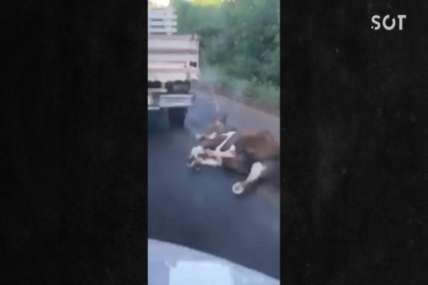 Imagem referente a notícia: Motorista é flagrado puxando cavalo com corda na BR-163; Veja o vídeo