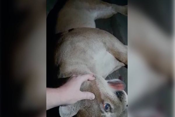 Imagem referente a notícia: Onça parda é atropelada por caminhão na BR-153