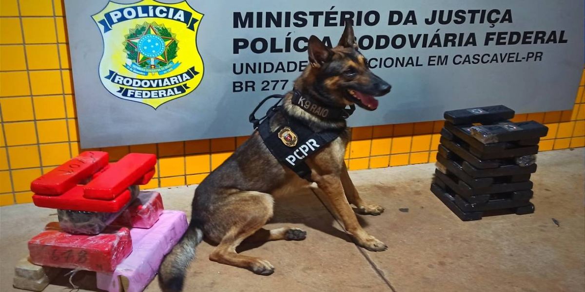 PRF e Denarc apreendem 31 kg de maconha em Cascavel