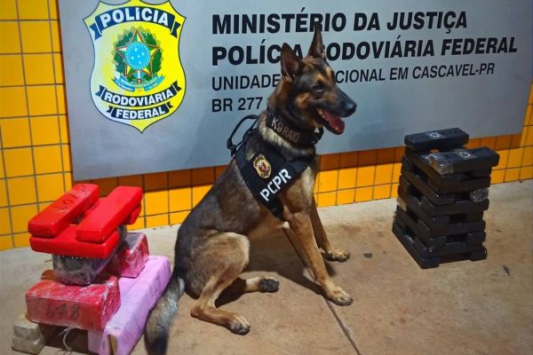 PRF e Denarc apreendem 31 kg de maconha em Cascavel