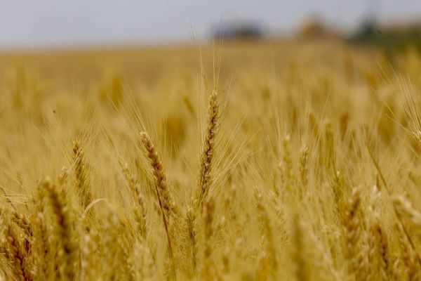 Paraná seleciona 253 agentes para atuar na difusão de práticas sustentáveis no meio rural