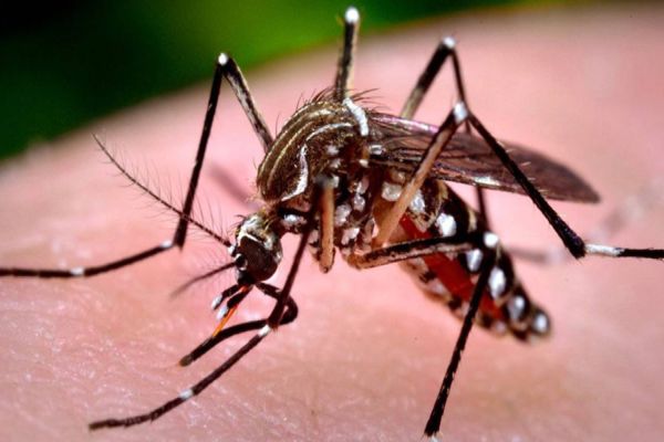 LIRAa aponta alto risco para infestação de Aedes aegypti e cuidados precisam ser redobrados