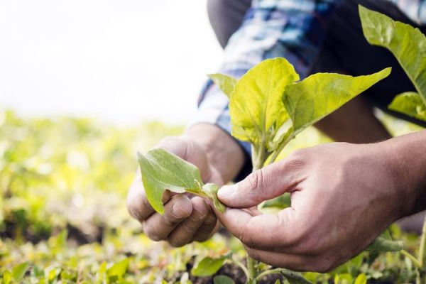 Guerra eleva em até 30% preço dos fertilizantes; agricultores buscam saídas