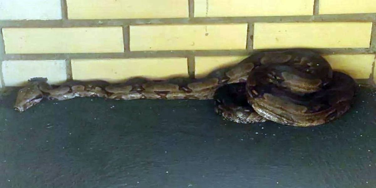 Jiboia de quase dois metros é encontrada dentro de churrasqueira, no noroeste do Paraná
