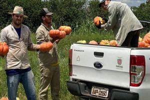 Imagem referente a notícia: Abóbora movimenta mais de R$ 100 milhões e consolida renda em 330 municípios do Paraná