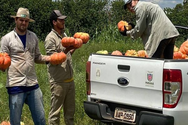 IDR-Paraná promove ação para aumentar produtividade da cultura de abóbora no Estado