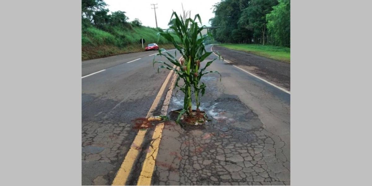 Milho é plantado no meio da PR-491 em protesto aos buracos no Noroeste