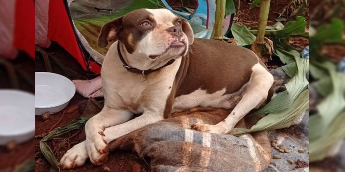 Patrulha Ambiental, ONG e Bem-Estar Animal resgatam cachorra abandonada em estrada rural