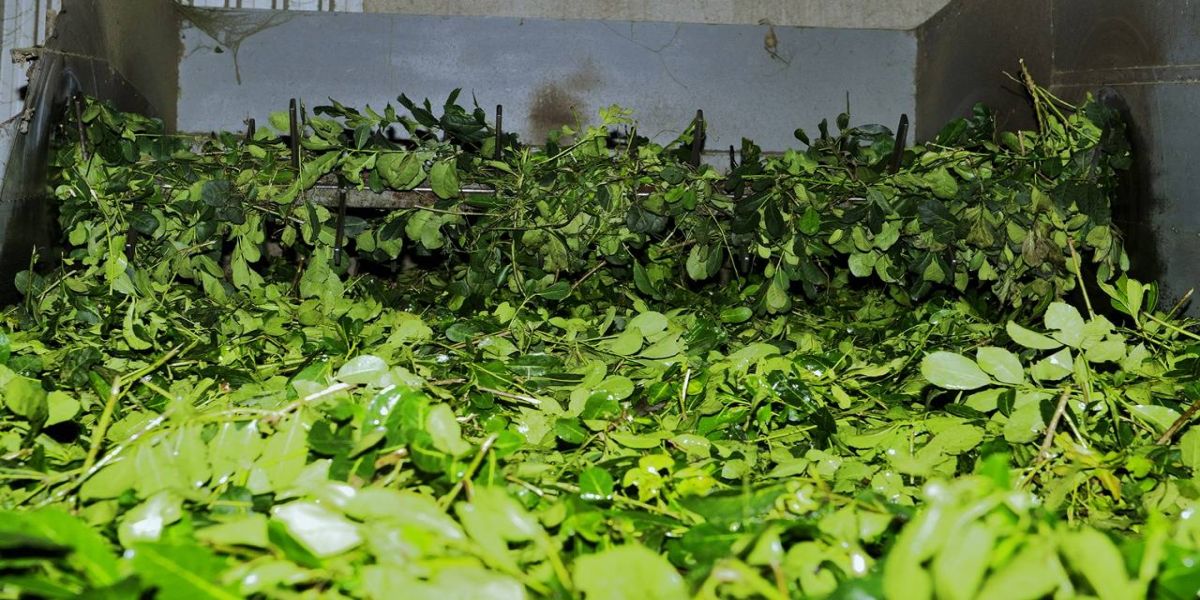 Estado e produtores formulam programa para agregar mais valor ao mate e ao pinhão