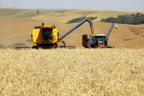 Foto relacionada a notícia: Boletim agropecuário analisa impacto do reajuste do trigo no preço do pão francês