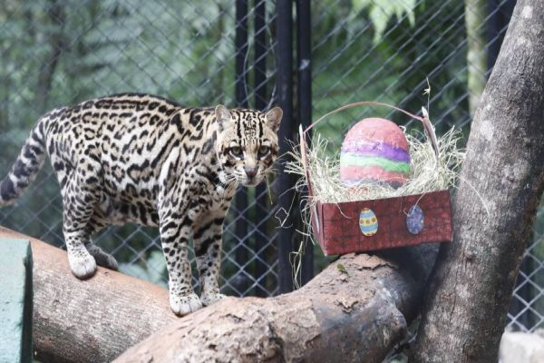 Animais do Zoológico de Cascavel têm Páscoa com cardápio diferenciado