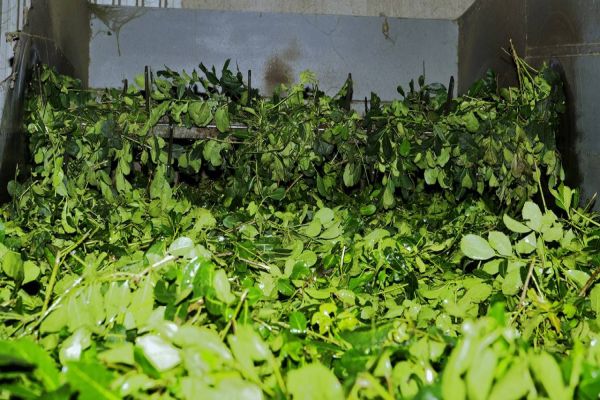 Estado e produtores formulam programa para agregar mais valor ao mate e ao pinhão