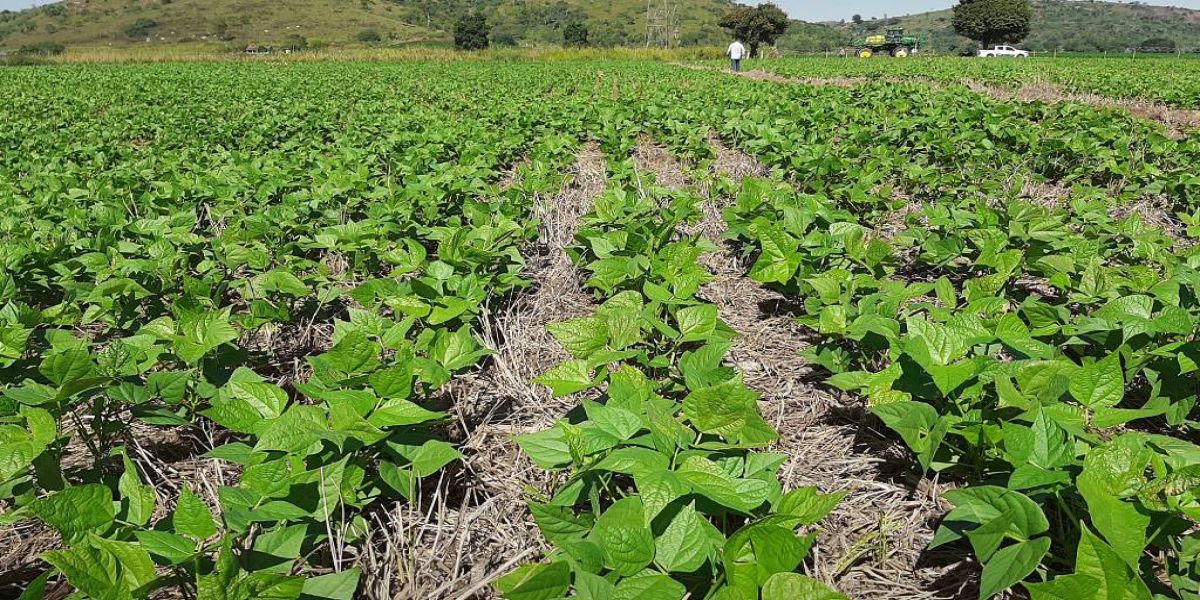 Conservação do solo é fundamental para manutenção da produção de alimentos