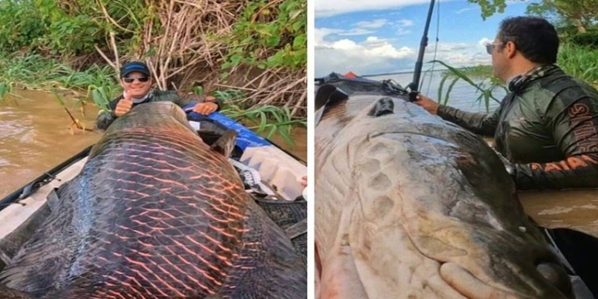Dupla pesca um pirarucu de mais de 2 metros e 100 kg no rio Madeira