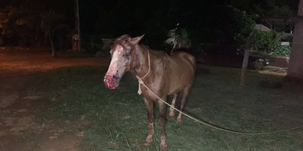 Cavalo é atacado por Onça no Bairro Lago Azul em Cascavel