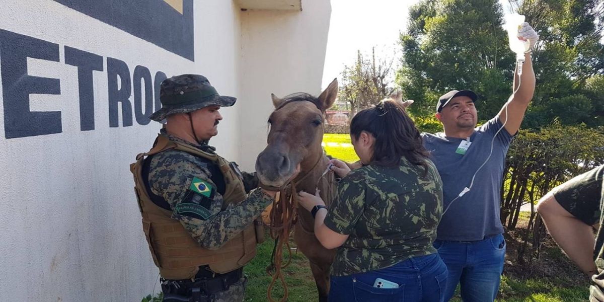 Patrulha Ambiental e Meio Ambiente recolhem cavalo vítima de maus-tratos