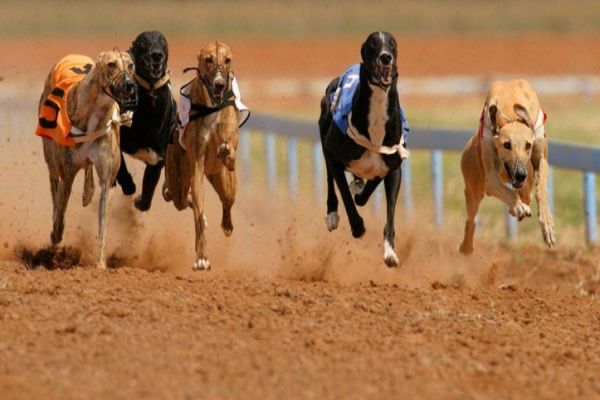 Assembleia aprova proibição de corrida de cães em todo o Paraná