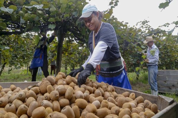 Paraná fortalece cultura de kiwi e alcança maior Valor Bruto de Produção do Brasil