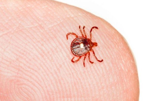 Pulgas e carrapatos: especialista dá dicas de como lidar com parasitas no corpo humano