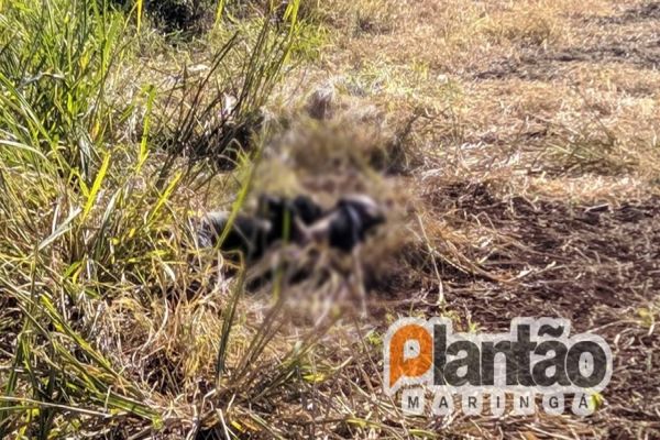 Homem é encontrado morto com as mãos e os pés amarrados em Maringá