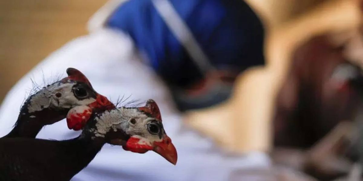 China relata primeiro caso humano de gripe aviária H3N8