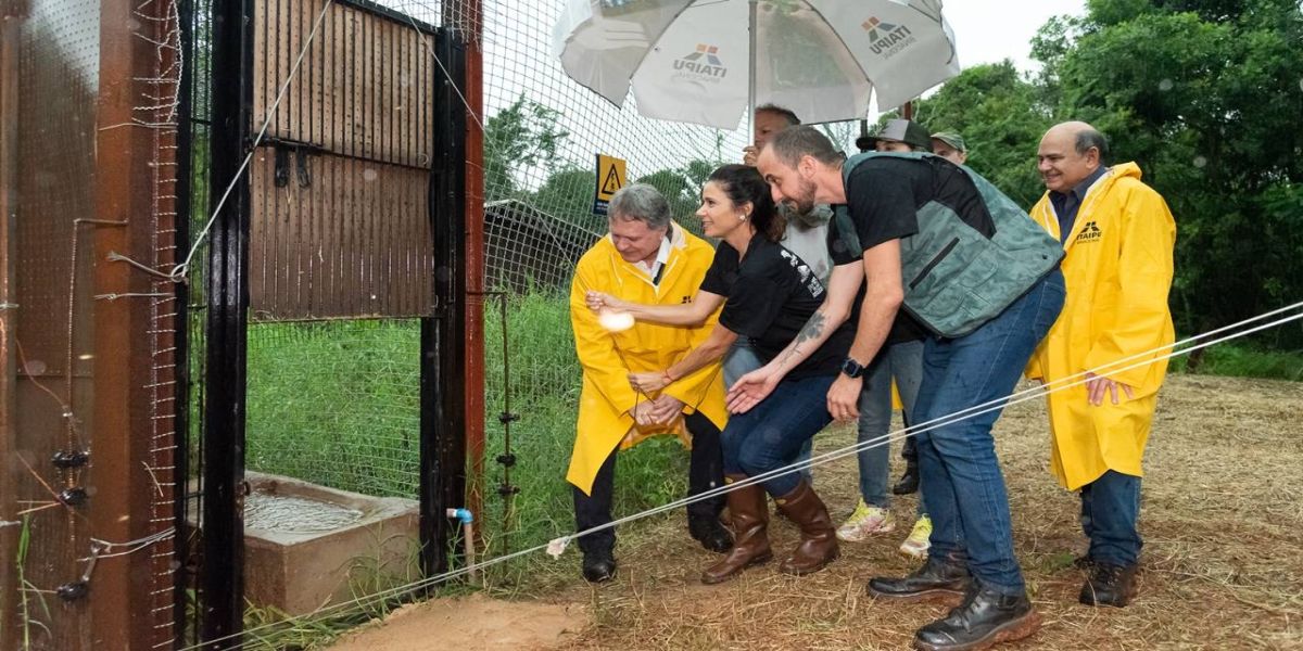 Parceria entre Itaipu e instituições permite que onça-parda atropelada volte à natureza no Paraná
