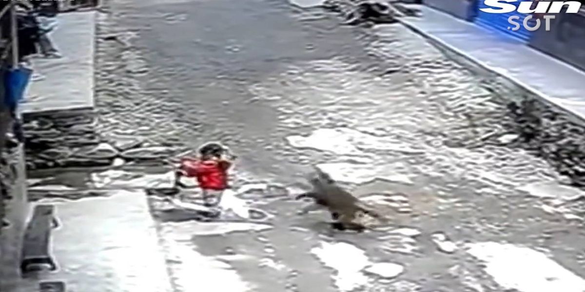 Macaco tenta sequestrar criança enquanto ela brinca; Veja o video