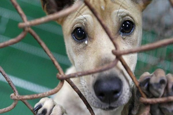 Aprovado projeto que garante que agressor de animal pague o tratamento veterinário no Paraná