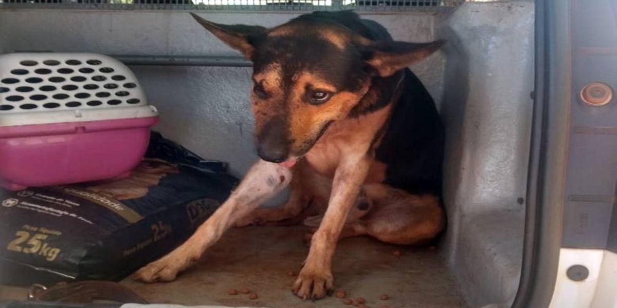 Patrulha Ambiental resgata cão abandonado e atropelado em comunidade rural