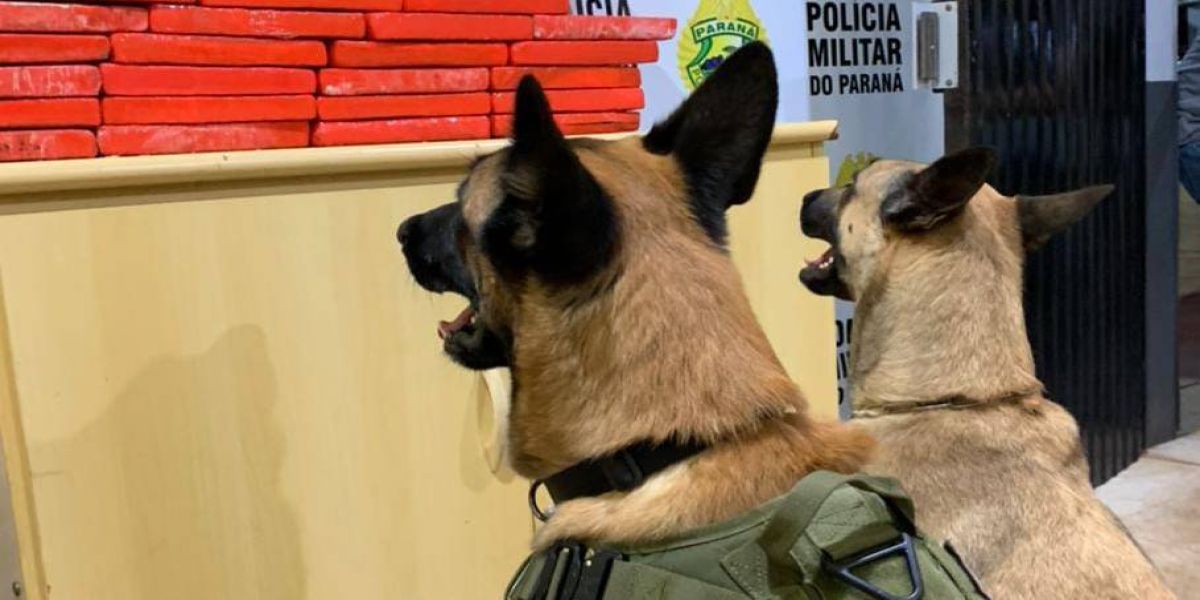 BPFRON apreende drogas em ônibus na cidade de Corbélia