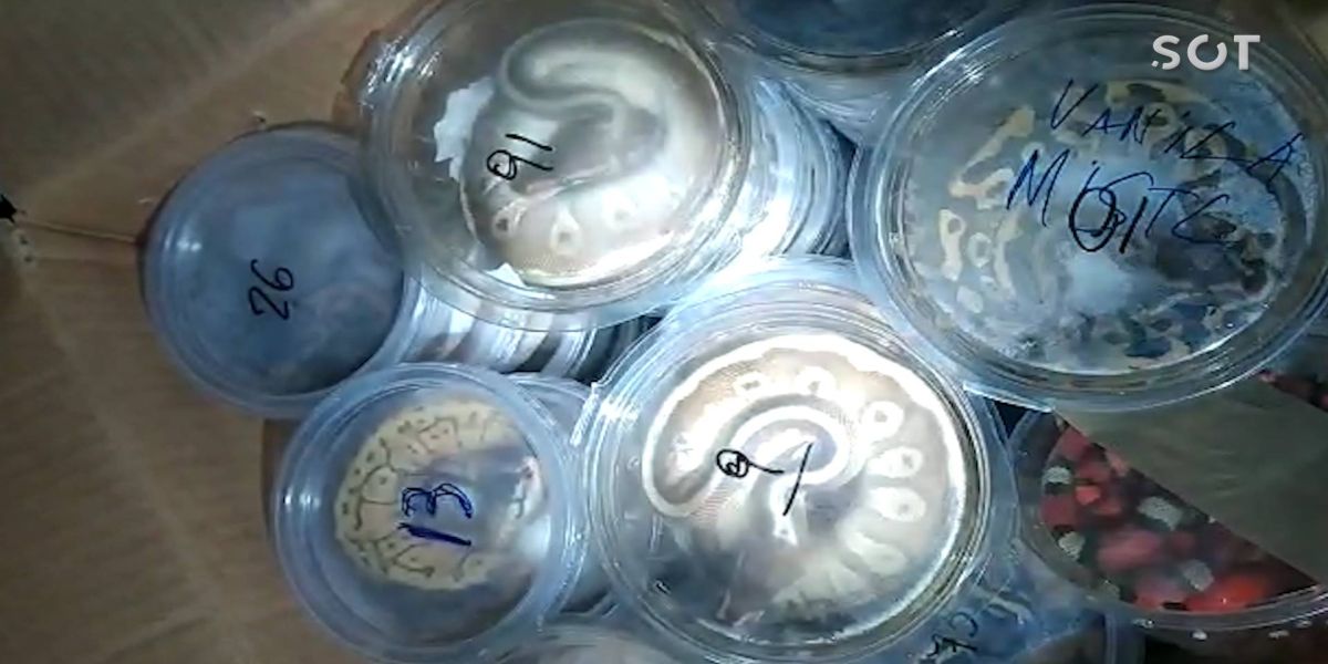 PRF apreende 49 filhotes de serpentes e 20 tartarugas em Guarapuava