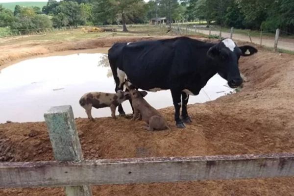 Inusitado: Vaca ‘adota’ e amamenta porquinhos em chácara do Paraná