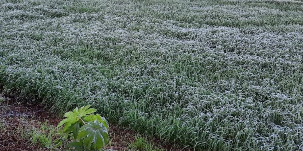 Entra em operação o serviço "Alerta Geada", referência em apoio aos agricultores