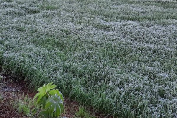 Entra em operação o serviço "Alerta Geada", referência em apoio aos agricultores