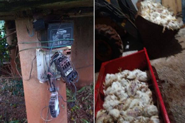 Raio causa grande prejuízo para produtor rural e mata vários frangos e um cachorro em Missal