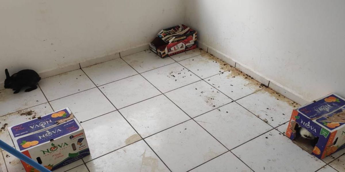 Homem criava mais de 15 coelhos em apartamento no Bairro Santa Cruz