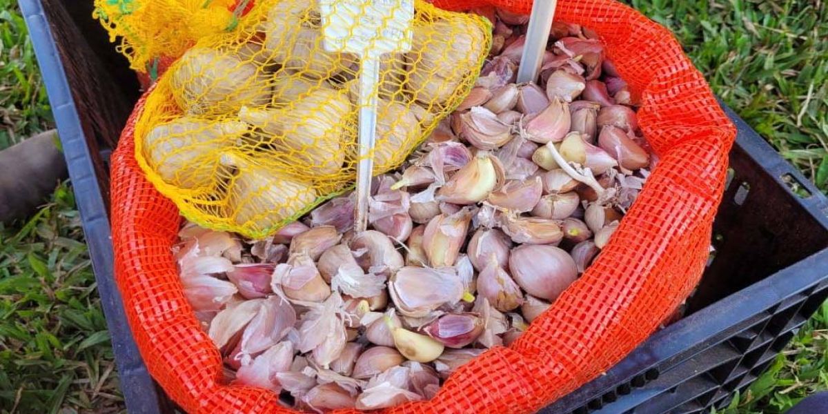 Estado e Embrapa Hortaliças incentivam produção de alho semente no Paraná
