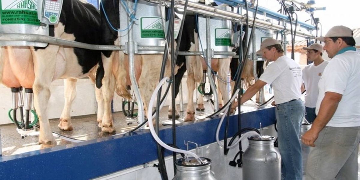 Dentre as muitas riquezas que vêm do agro, o leite está entre as que mais geram empregos