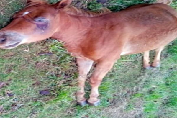 Cavalo morre após ser atacado por abelhas no Bairro Santa Felicidade