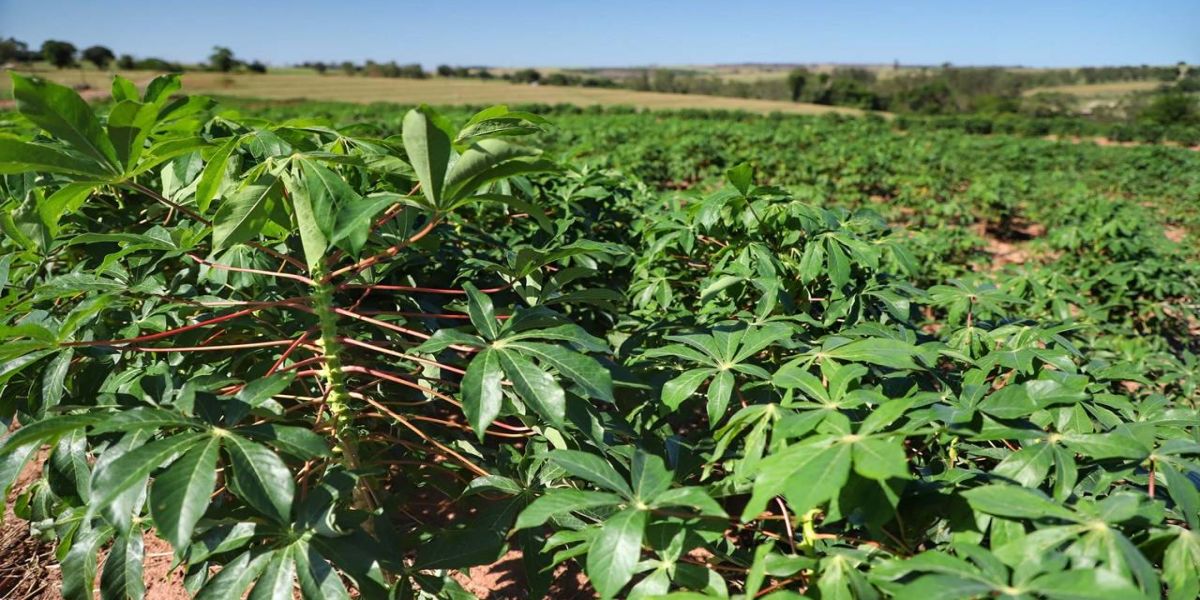 Colheita da mandioca avança e qualidade do produto melhora no Paraná