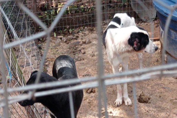 Imagem referente a notícia: Polícia Militar Ambiental resgata 25 Cães em situação de Maus Tratos no Sudoeste do Paraná