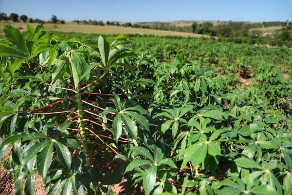 Colheita da mandioca avança e qualidade do produto melhora no Paraná