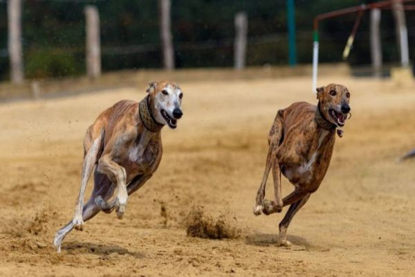 Aprovado projeto de Lei: Corridas competitivas de cães estão proibidas no Paraná